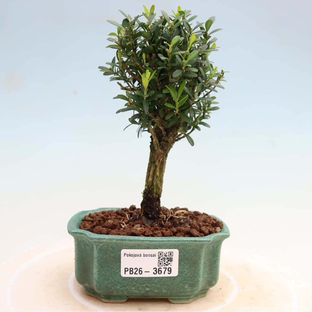 Zimmer Bonsai - Buxus harlandii - Korkbuxus