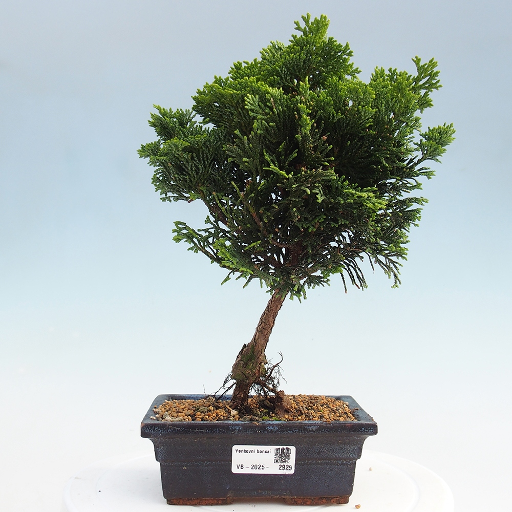 Outdoor-Bonsai - Cham.pis obtusa Nana Gracilis - Zypresse