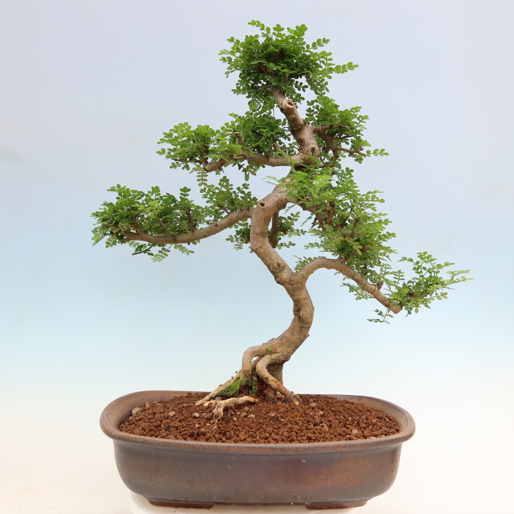 Zimmer Bonsai - Zantoxylum piperitum - Pfefferbaum