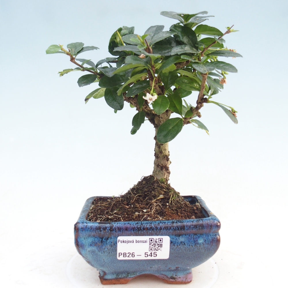 Zimmerbonsai - Carmona Macrophylla - Fuki-Tee