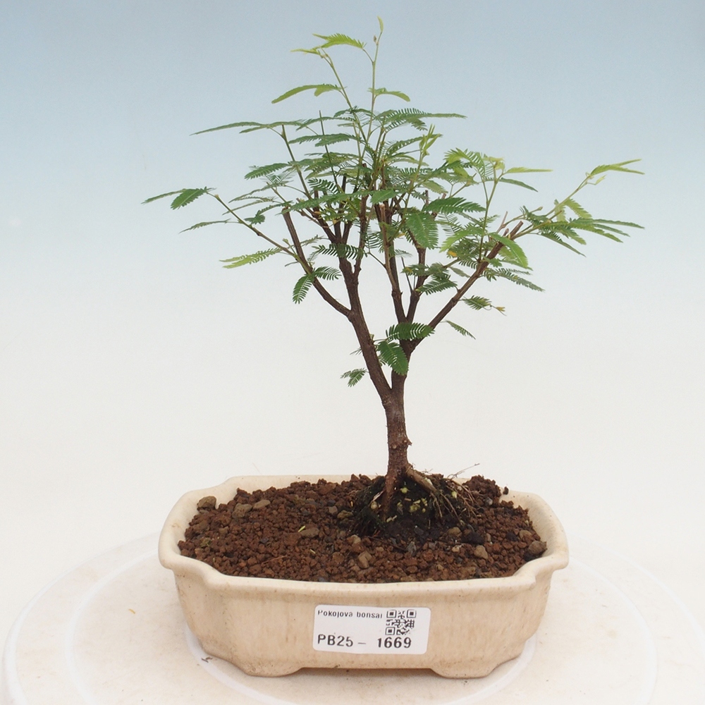 Zimmer Bonsai-Calliandra surinamensis Dixie Pink -Kaliandra von Suria