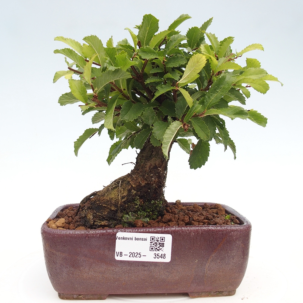 Bonsai für draußen - Zelkova - Zelkova NIRE