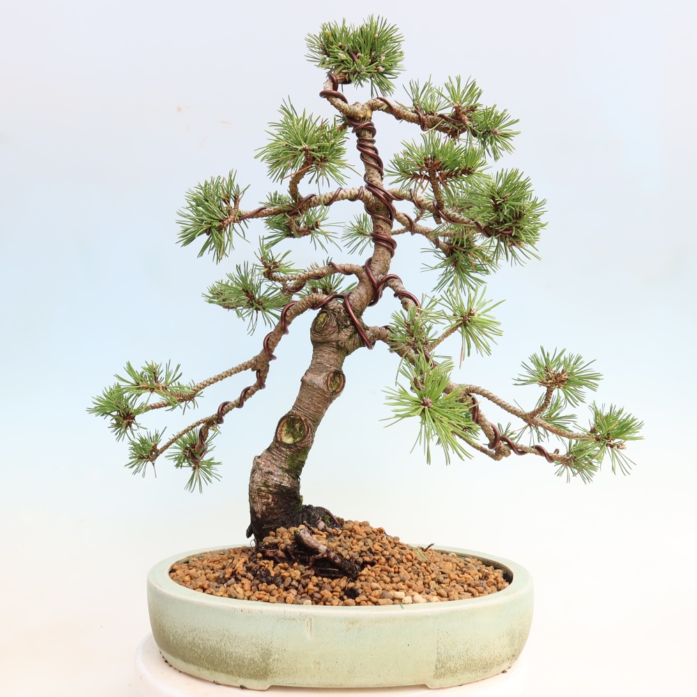 Bonsai für den Außenbereich – Pinus mugo Humpy – Zwergkiefer