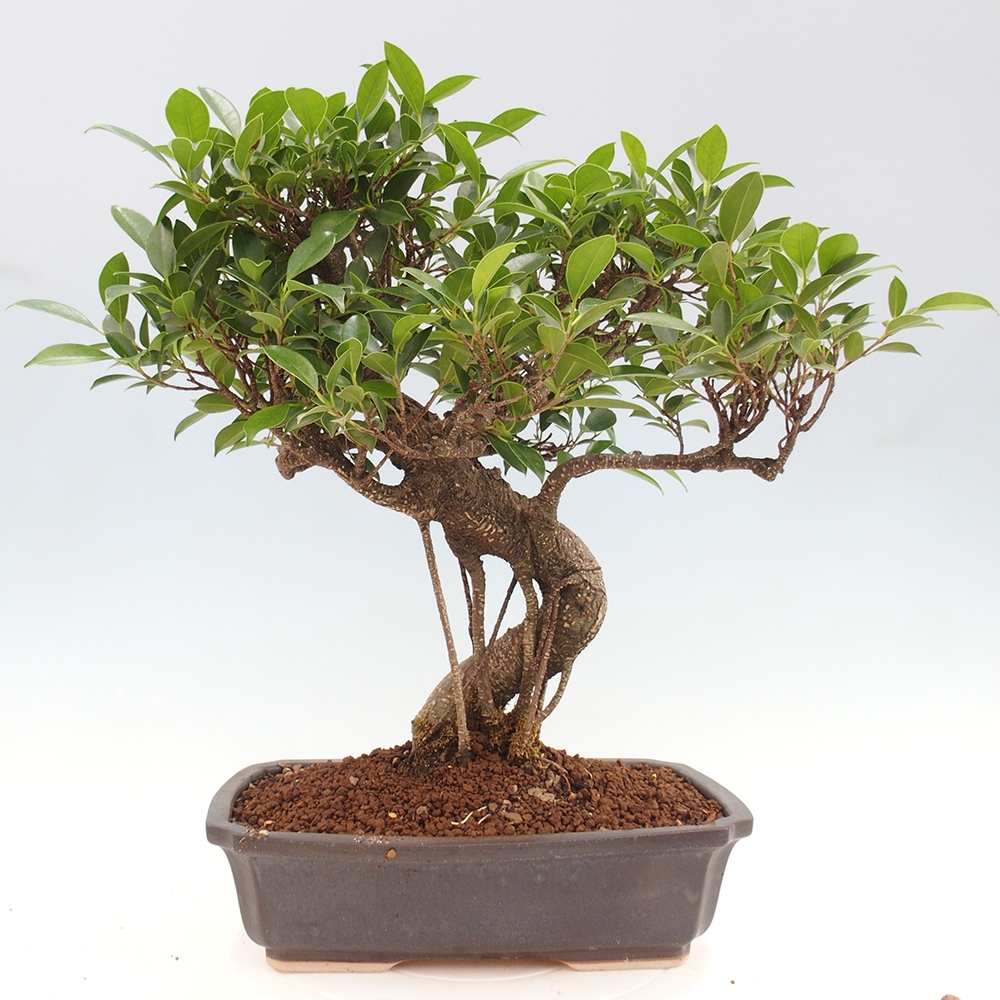 Zimmerbonsai - Ficus kimmen - kleinblättriger Ficus