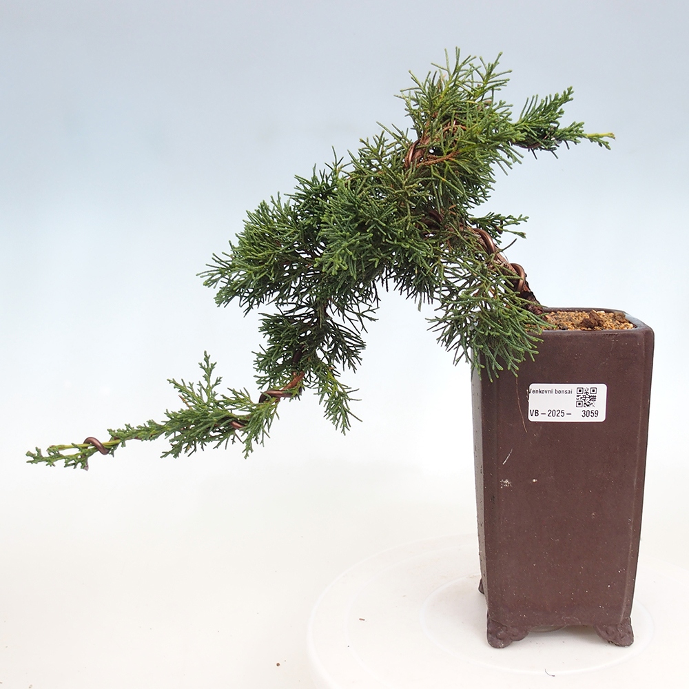 Bonsai im Freien - Juniperus chinensis Kishu - Chinesischer Wacholder