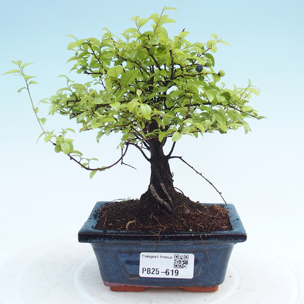 Innenbonsai - Sagerécie Thea - Sagerécie Thea