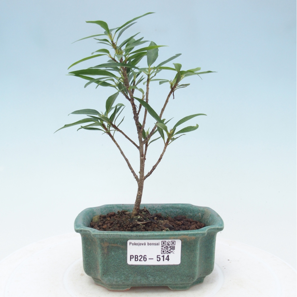 Zimmerbonsai - Ficus nerifolia - Kleinblättriger Ficus