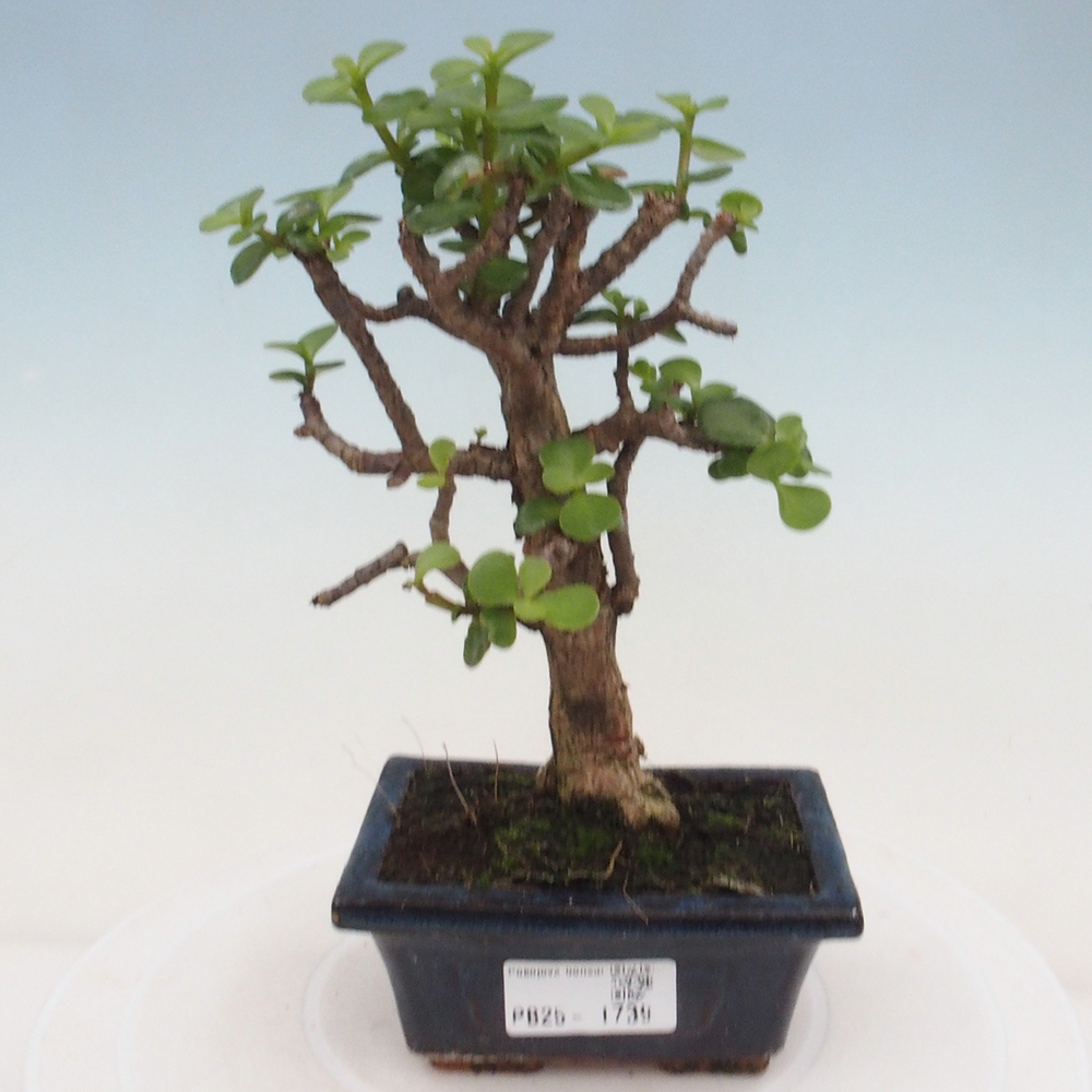 Zimmerbonsai - Portulakaria Afra - Tlustice