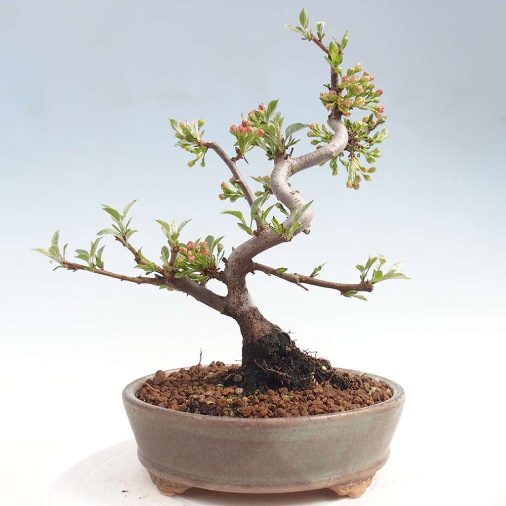 Outdoor Bonsai - Malus sargentii - Kleinfrüchtiger Apfelbaum