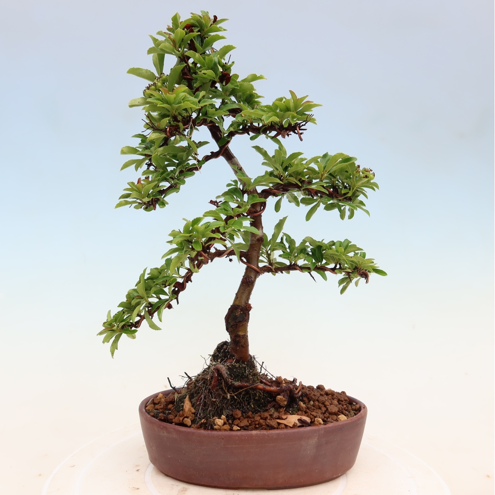 Bonsai für den Außenbereich – Pyracantha teton – Feuerdorn
