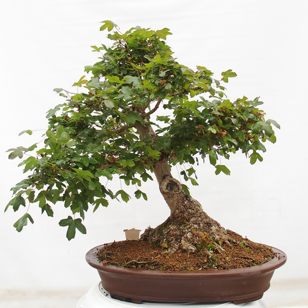 Bonsai im Freien - Französischer Ahorn - Acer Nonspessulanum