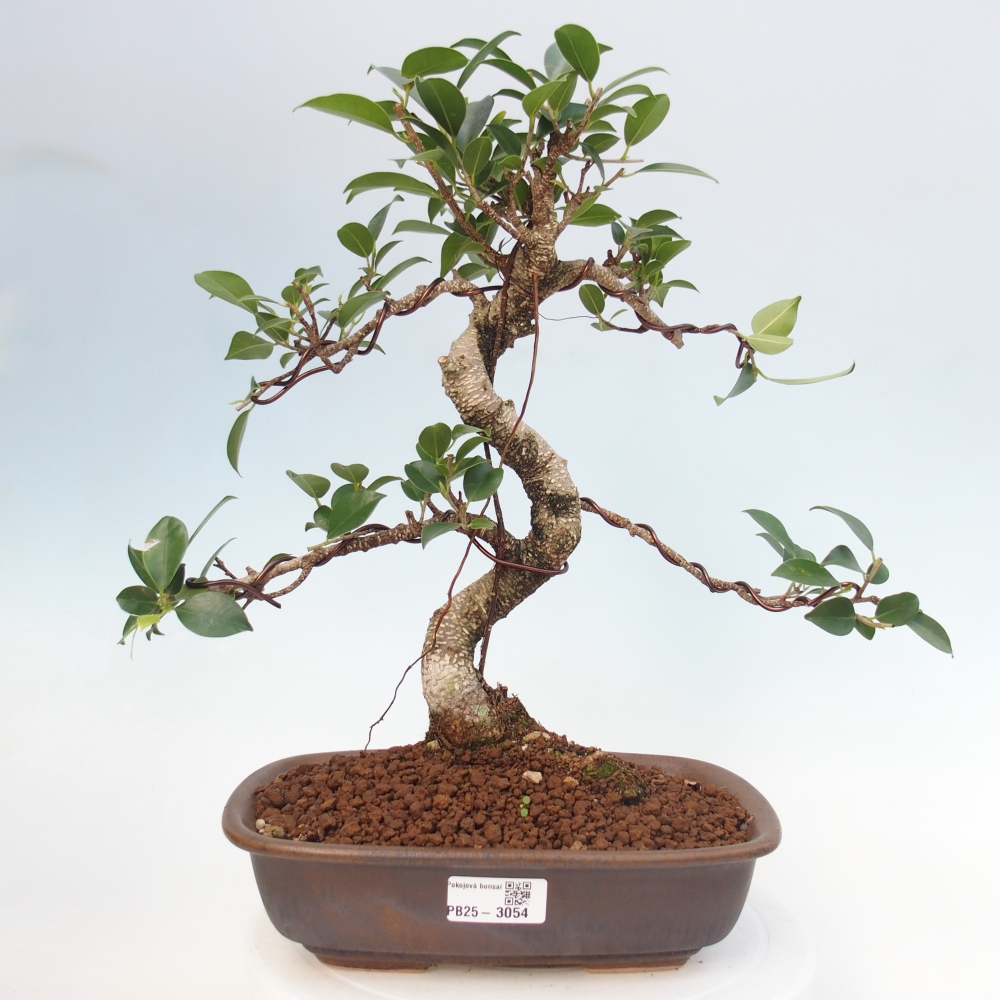 Indoor-Bonsai - Ficus kimmen - kleinblättriger Ficus