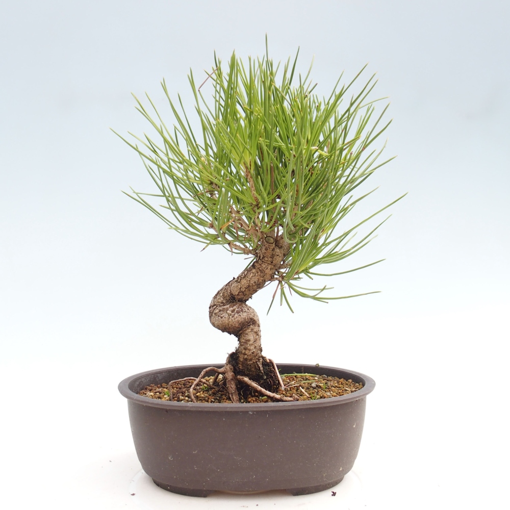 Bonsai im Freien - Pinus thunbergii - Thunbergia-Kiefer