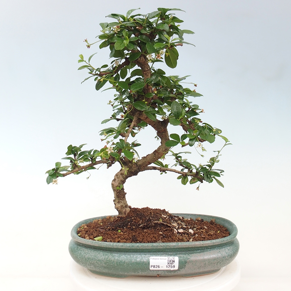 Zimmer-Bonsai - Carmona macrophylla - Tee-Fuki