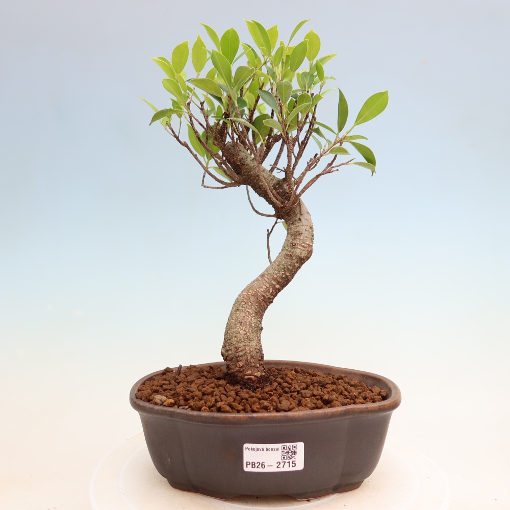 Zimmerbonsai - Ficus kimmen - Kleinblättriger Ficus