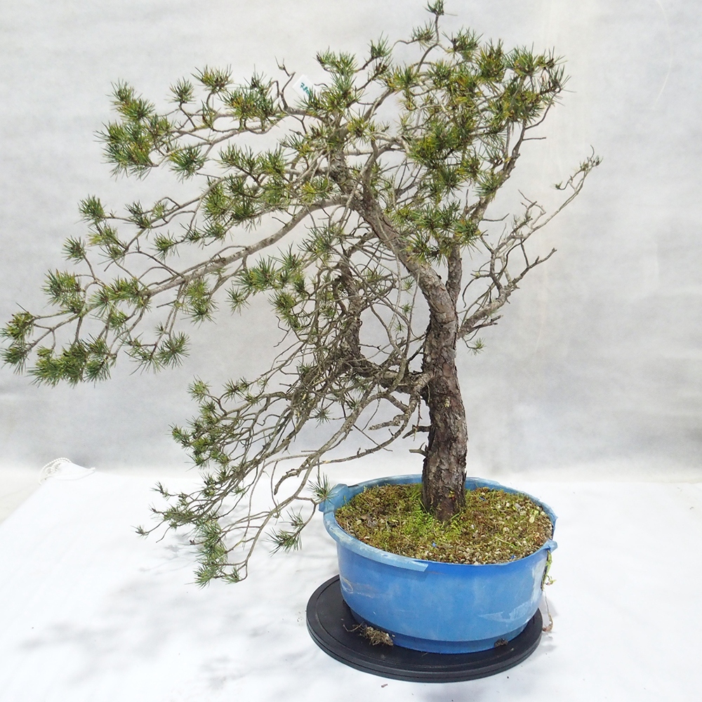 Yamadori - Pinus sylvestris 
