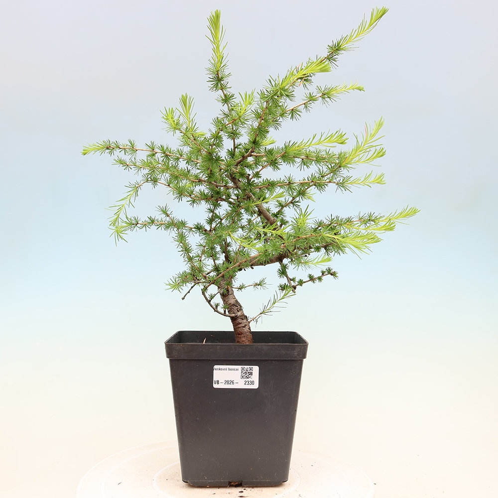 Bonsai für draußen -Larix decidua - Lärche