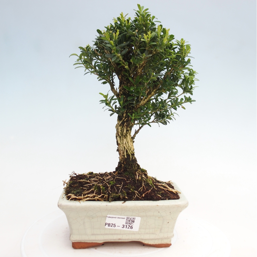 Zimmer Bonsai - Buxus harlandii - Kork Buchsbaum