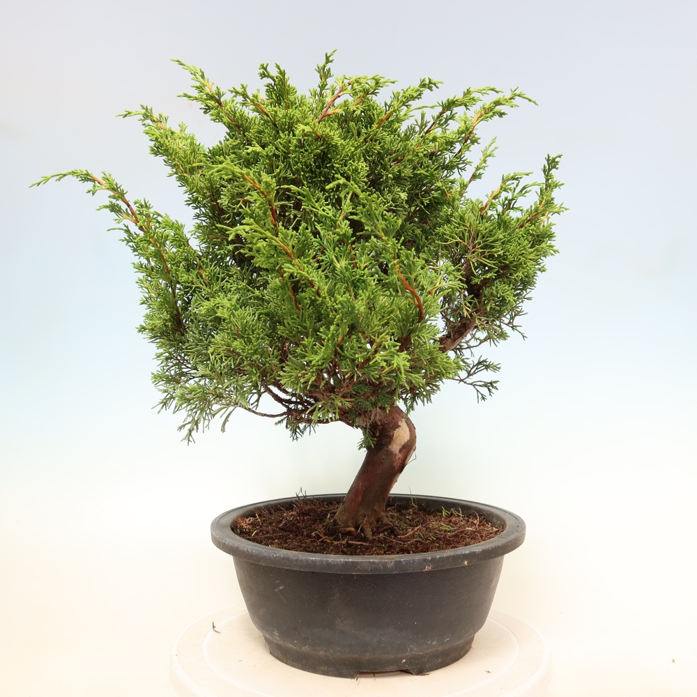 Bonsai für draußen - Juniperus chinensis Itoigawa-Juniperus chinensis