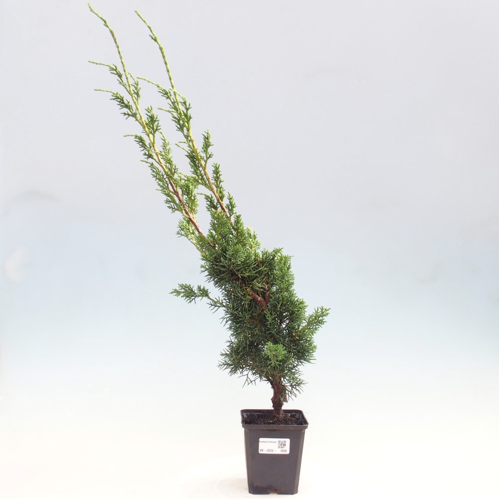Bonsai für draußen - Juniperus chinensis Kishu