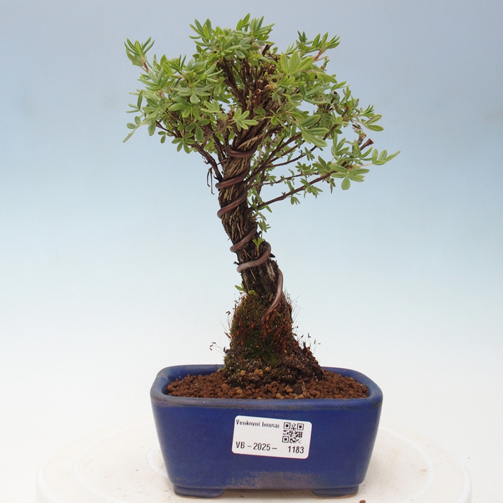 Outdoor-Bonsai-Fingerkraut - Potentila fruticosa gelber Vogel