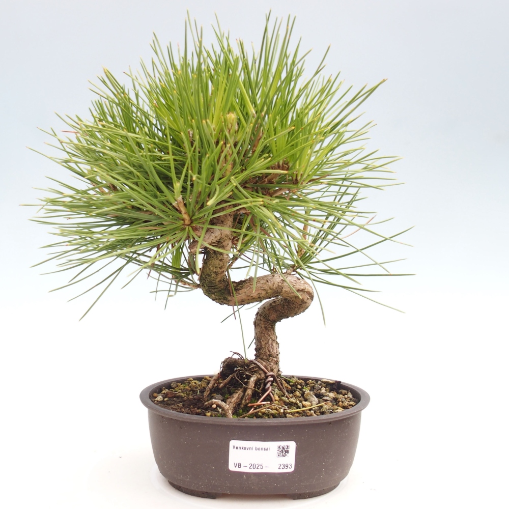 Bonsai im Freien - Pinus thunbergii - Thunbergia-Kiefer