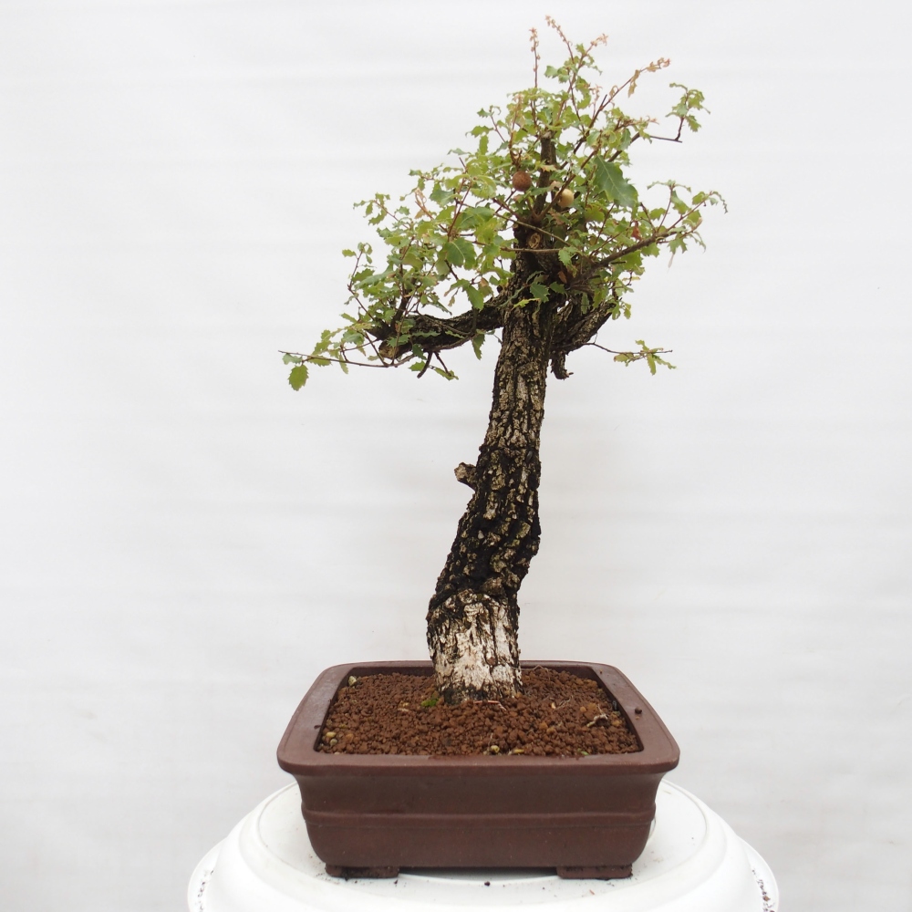 Yamadori - Quercus Ilex - Steineiche