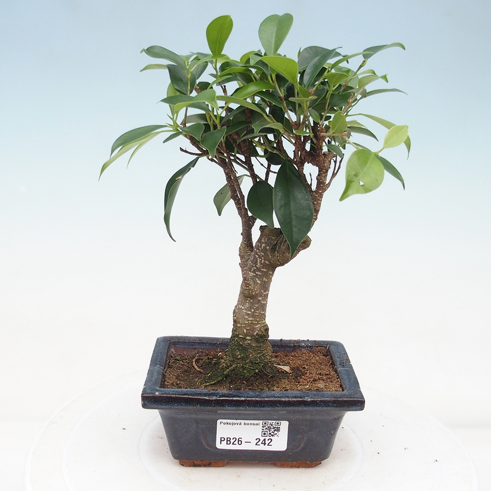 Zimmer Bonsai Ficus retusa kimmen