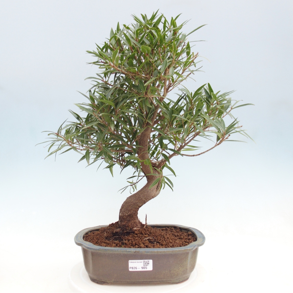 Zimmerbonsai - Ficus nerifolia - Kleinblättriger Ficus