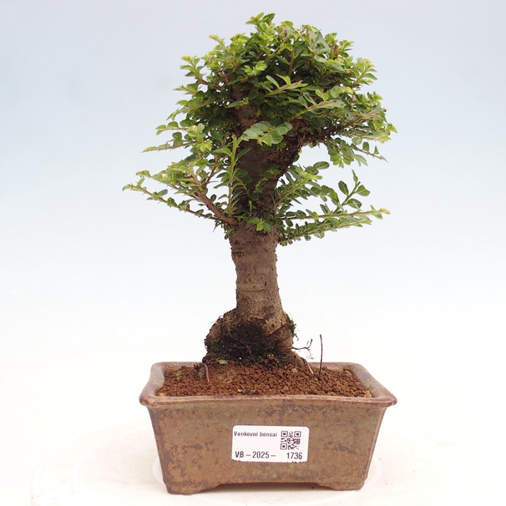 Bonsai im Freien - Ulmus parvifolia Hokkaido - Chinesische Ulme