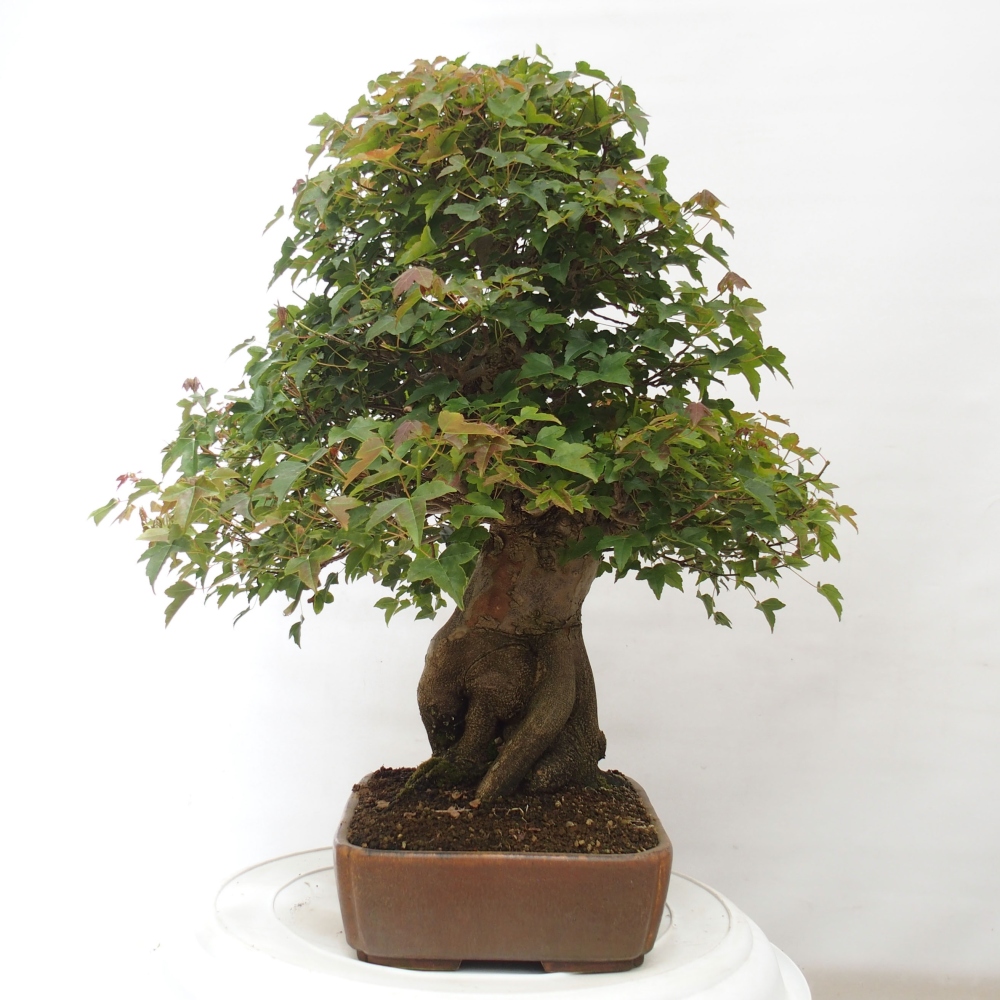 Bonsai im Freien - Ahorn Buergerianum - Burger Maple