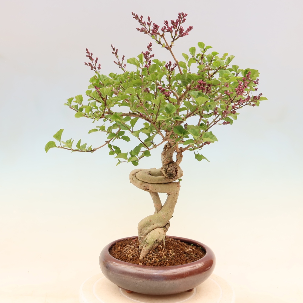Bonsai für draußen - Syringa microphylla - Kleinblütiger Flieder