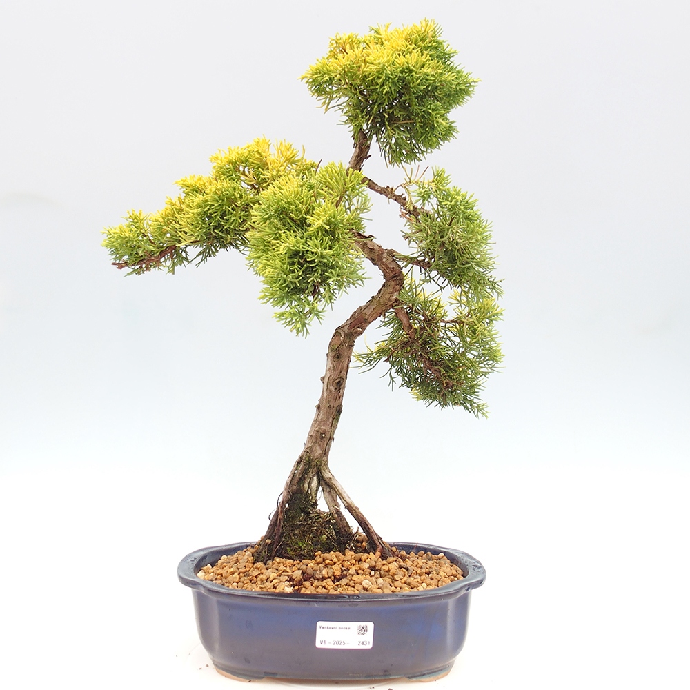 Bonsai im Freien - Juniperus chinensis plumosa aurea - Chinesischer Goldwacholder
