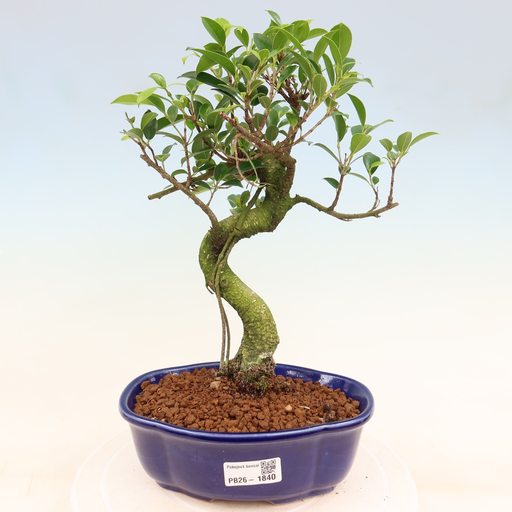 Zimmerbonsai - Ficus retusa - Kleinblättriger Ficus