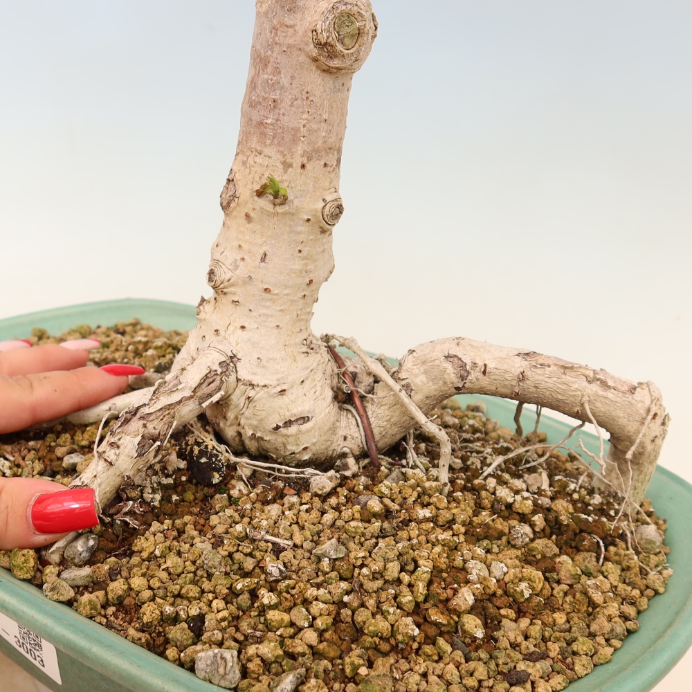 Zimmerbonsai - Hibiscus tiliaceus - Meeres-Hibiskus