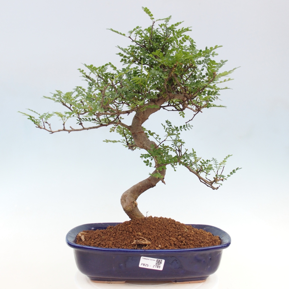 Zimmerbonsai - Zantoxylum piperitum - Pfefferminze