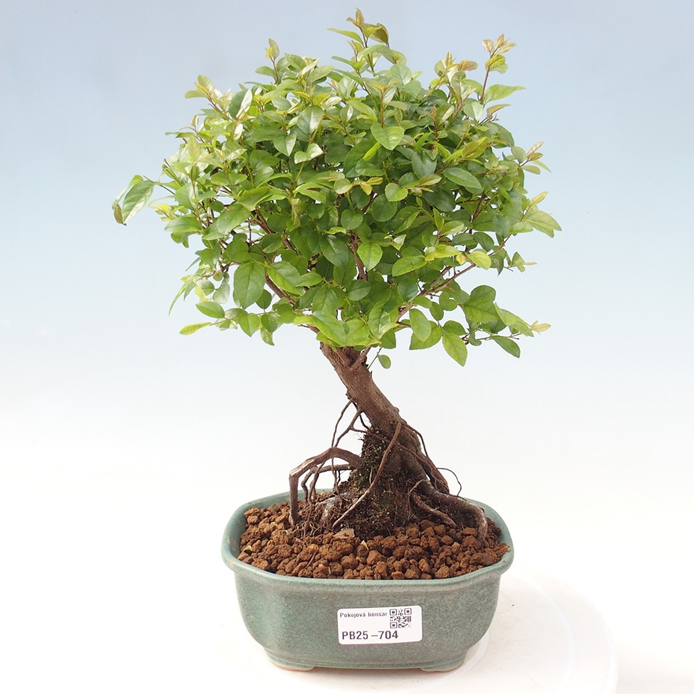 Innenbonsai - Sagerécie Thea - Sagerécie Thea