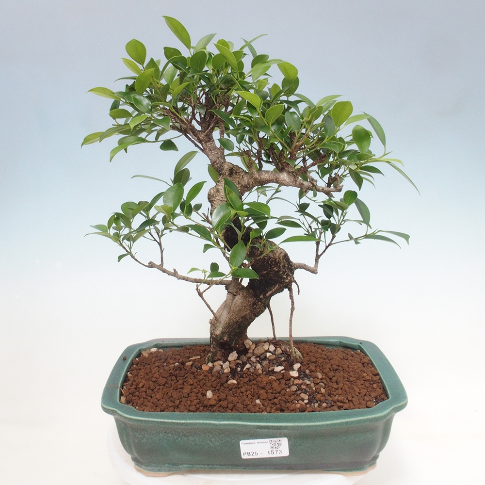 Zimmerbonsai - Ficus kimmen - kleinblättriger Ficus