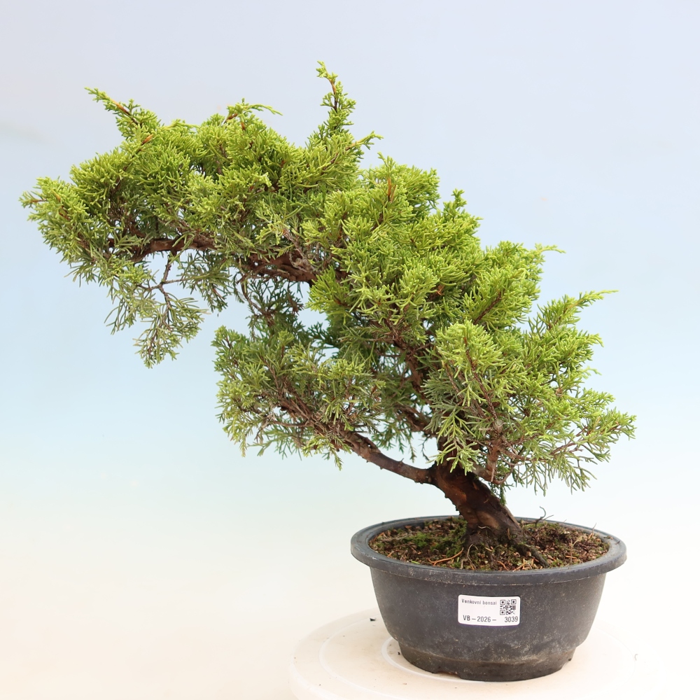 Bonsai für draußen - Juniperus chinensis Itoigawa-Juniperus chinensis