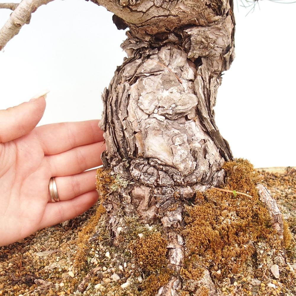 Bonsai für draußen - Pinus parviflora - Pinus parviflora