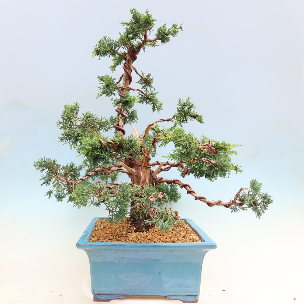Bonsai für draußen - Juniperus chinensis Kishu
