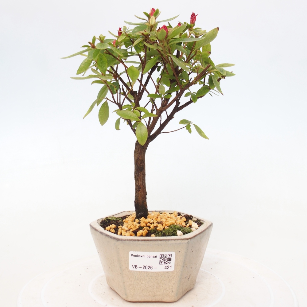 Bonsai für draußen - Japanische Azalee - Azalea sp.