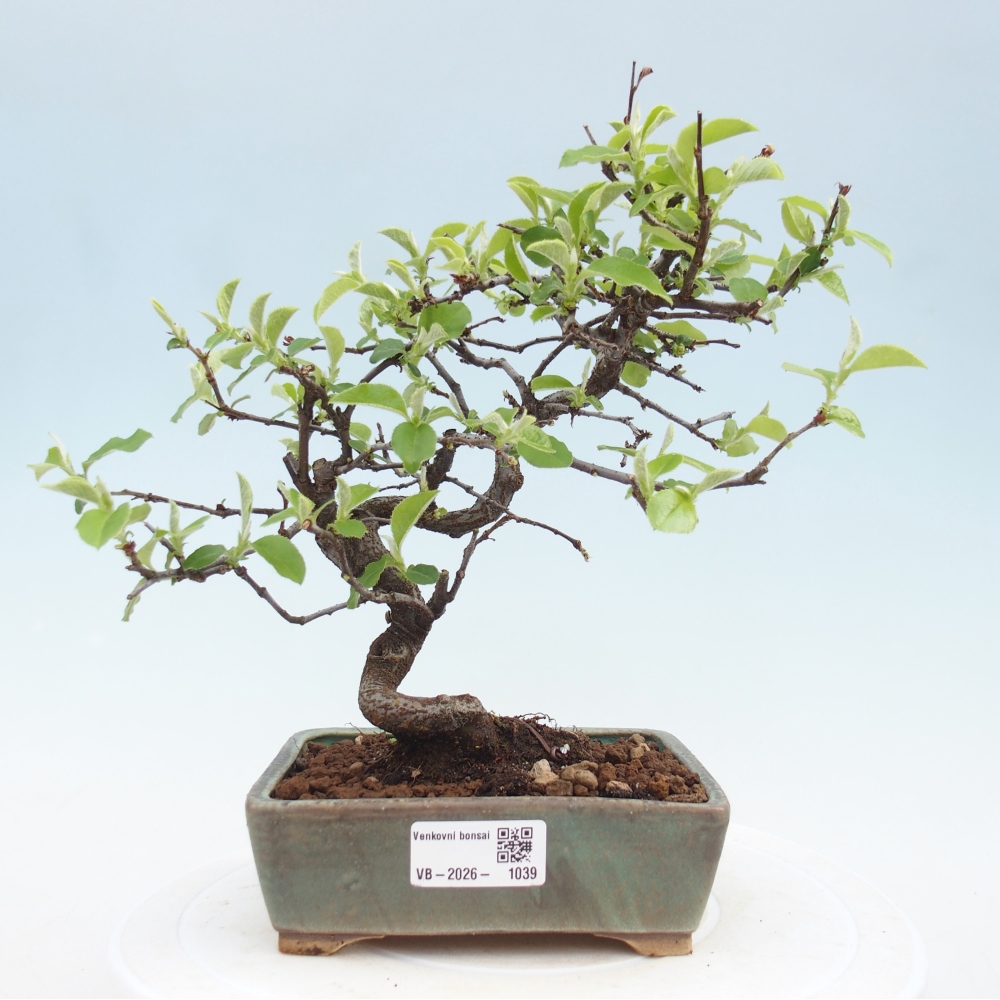 Bonsai für draußen - Chaneomeles chinensis