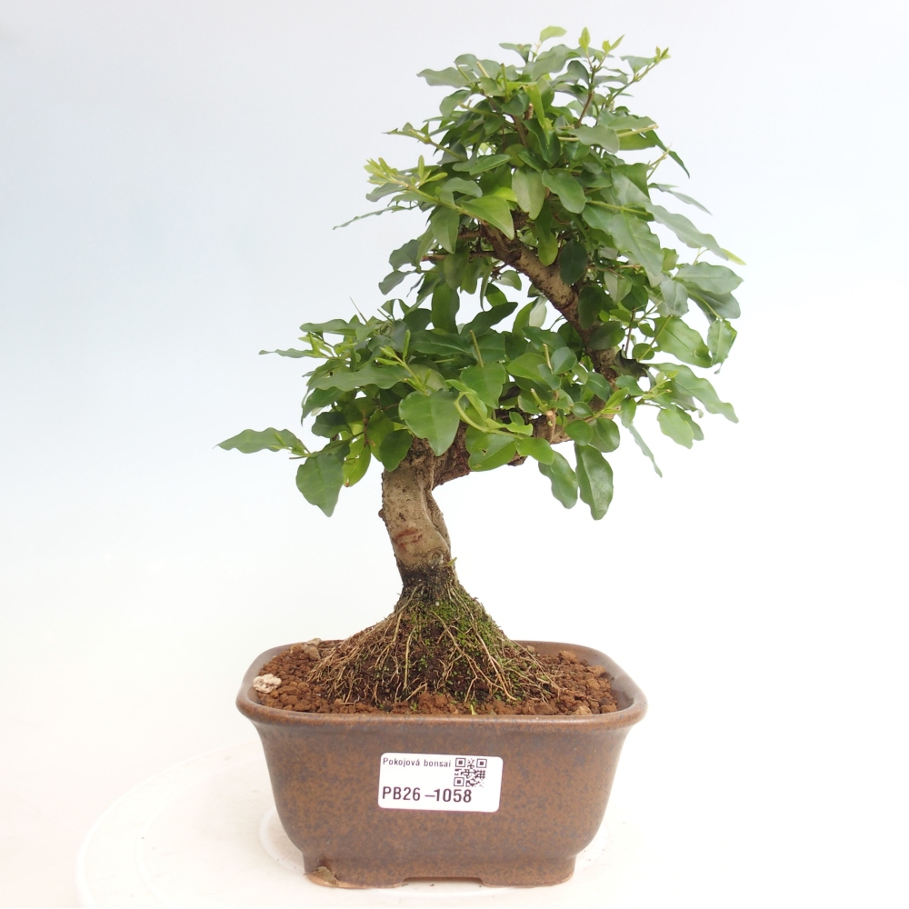 Zimmer Bonsai -Ligustrum chinensis - Vogelschnabel