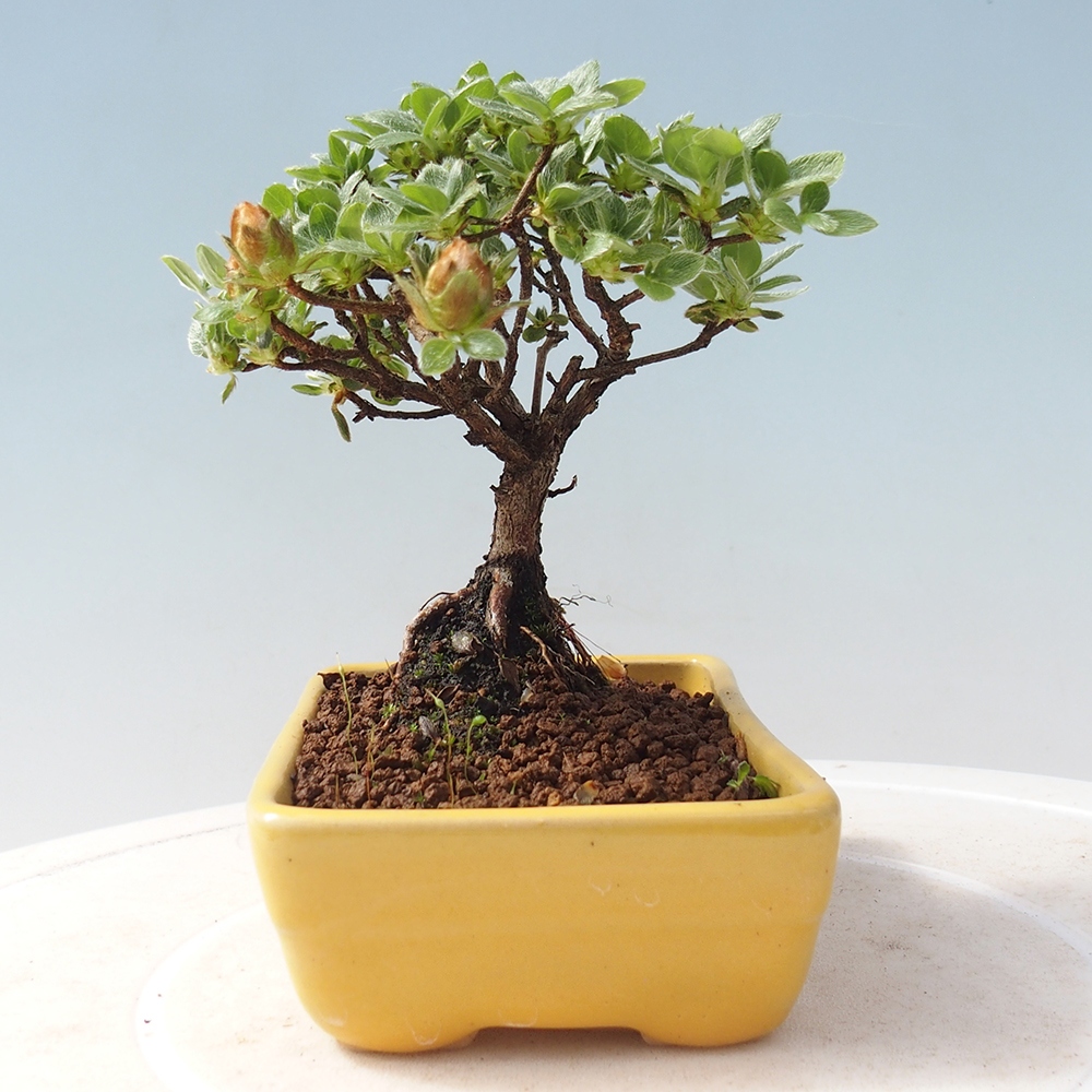 Outdoor-Bonsai - Rododendron indicum - Japanische Azalee