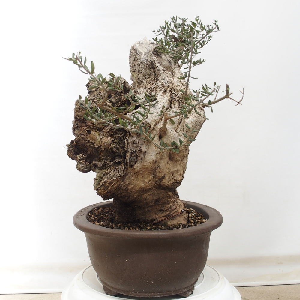 Indoor-Bonsai - Olea europaea sylvestris - Europäisches kleinblättriges Olivenöl