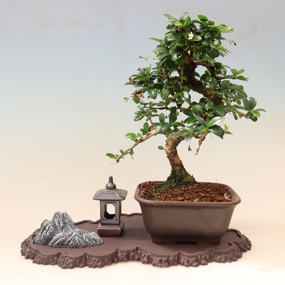 Kunststoff-Sockel für Bonsai, 33 x 19 x 1,5 cm, Farbe: braun