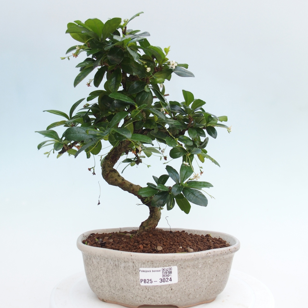 Zimmer Bonsai - Carmona macrophylla - Tea Fuki