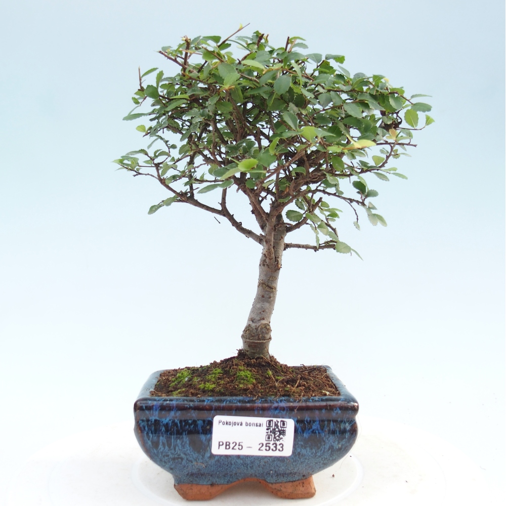 Indoor Bonsai - Ulmus parvifolia - Kleine Blattulme