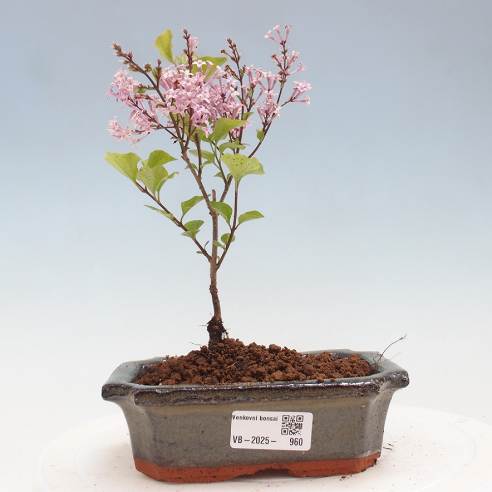 Bonsai im Freien – Syringa Meyeri Palibin – Meyers Flieder